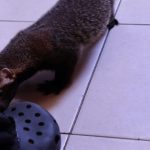 Furão cheirando um sapato.