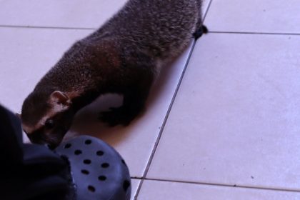 Furão cheirando um sapato.