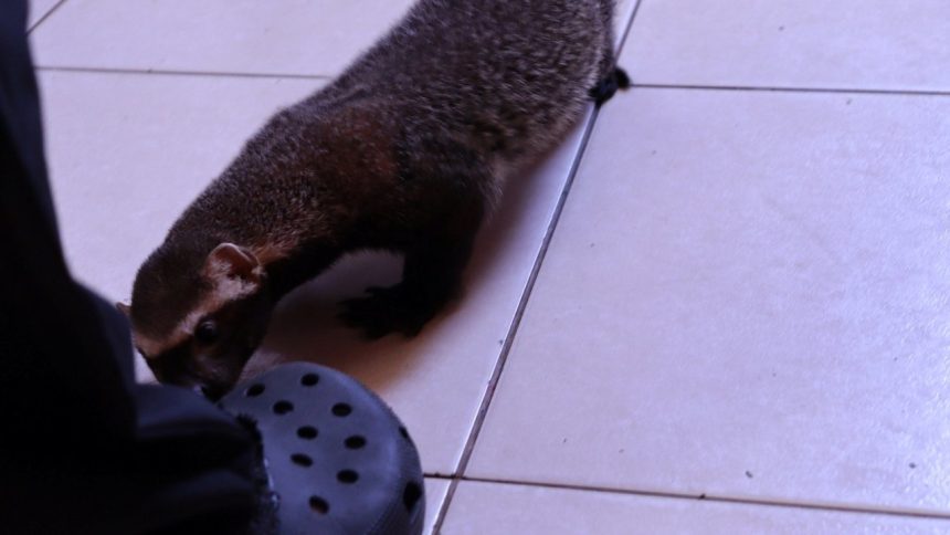 Furão cheirando um sapato.