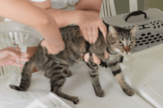 Jorge Teixeira recebe serviços de saúde e vacinação antirrábica