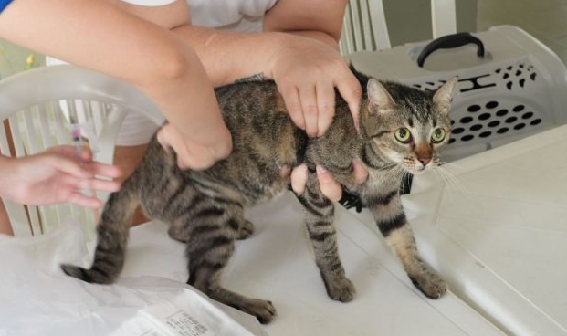 Jorge Teixeira recebe serviços de saúde e vacinação antirrábica