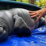 INPA abre inscrições para programa de iniciação científica