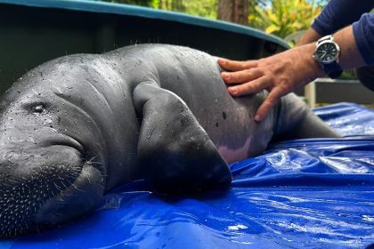 INPA abre inscrições para programa de iniciação científica