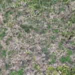 Imagem aérea de área desmatada na Amazônia, com árvores cortadas e vegetação rasteira.