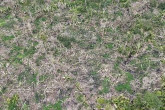 Imagem aérea de área desmatada na Amazônia, com árvores cortadas e vegetação rasteira.