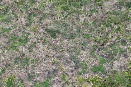 Imagem aérea de área desmatada na Amazônia, com árvores cortadas e vegetação rasteira.
