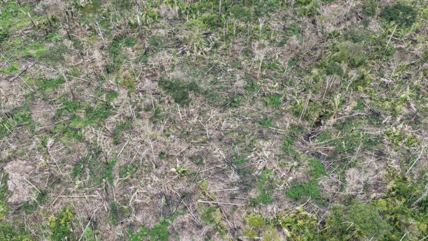 Imagem aérea de área desmatada na Amazônia, com árvores cortadas e vegetação rasteira.