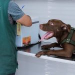 Agendamento para castração de animais no CCZ Manaus