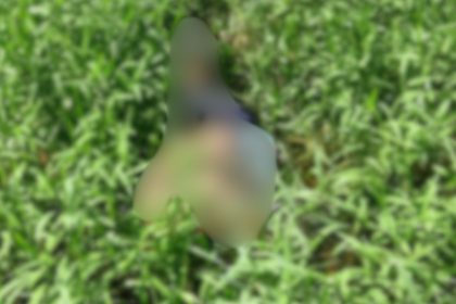 Com mãos amarradas, homem é encontrado morto em matagal em Manacapuru