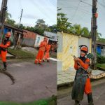 Jiboia de 3 metros é encontrada durante serviço de limpeza em Presidente Figueiredo