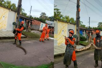 Jiboia de 3 metros é encontrada durante serviço de limpeza em Presidente Figueiredo
