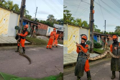 Jiboia de 3 metros é encontrada durante serviço de limpeza em Presidente Figueiredo