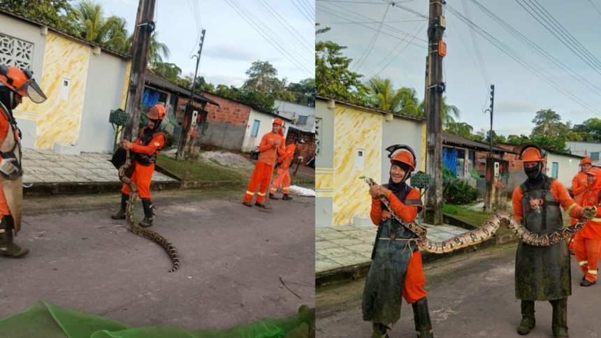 Jiboia de 3 metros é encontrada durante serviço de limpeza em Presidente Figueiredo