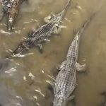Vídeo viraliza ao mostrar igarapé cheio de jacarés “maceta” em Manaus
