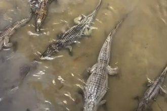 Vídeo viraliza ao mostrar igarapé cheio de jacarés “maceta” em Manaus