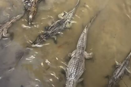 Vídeo viraliza ao mostrar igarapé cheio de jacarés “maceta” em Manaus