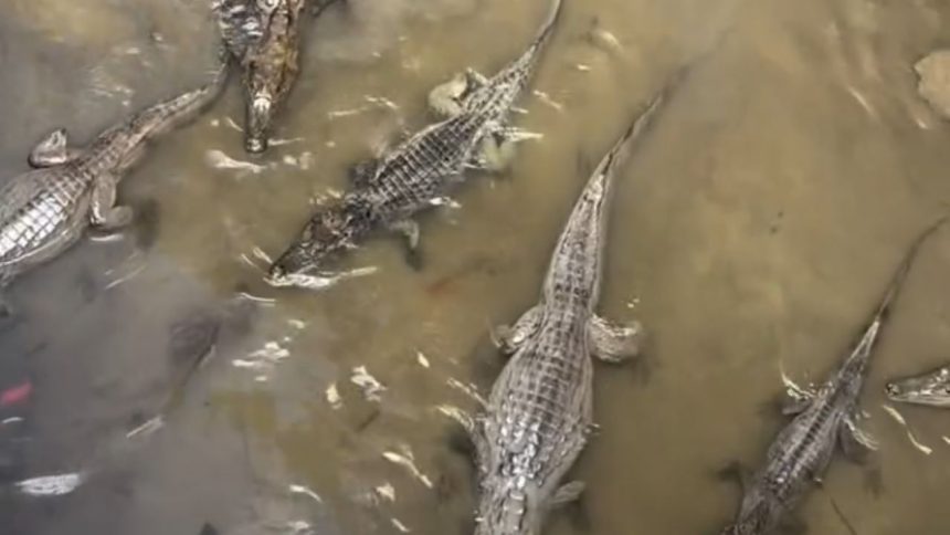 Vídeo viraliza ao mostrar igarapé cheio de jacarés “maceta” em Manaus