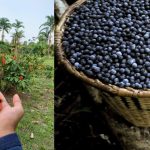 Açaí e guaraná entram ranking de 100 melhores frutas do mundo