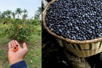 Açaí e guaraná entram ranking de 100 melhores frutas do mundo