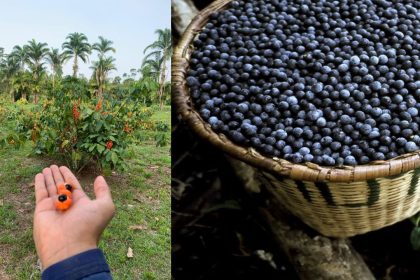 Açaí e guaraná entram ranking de 100 melhores frutas do mundo
