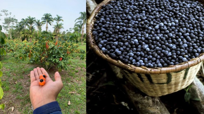 Açaí e guaraná entram ranking de 100 melhores frutas do mundo