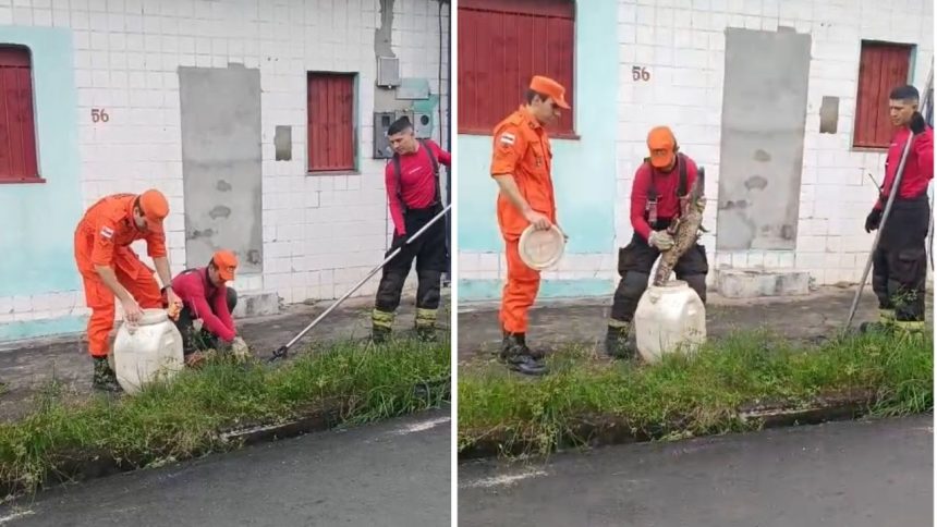 Filhote de jacaré é resgatado por bombeiros na zona norte de Manaus