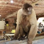 Ipaam resgata macaco-barrigudo mantido em um sítio na BR-174