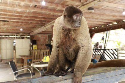 Ipaam resgata macaco-barrigudo mantido em um sítio na BR-174