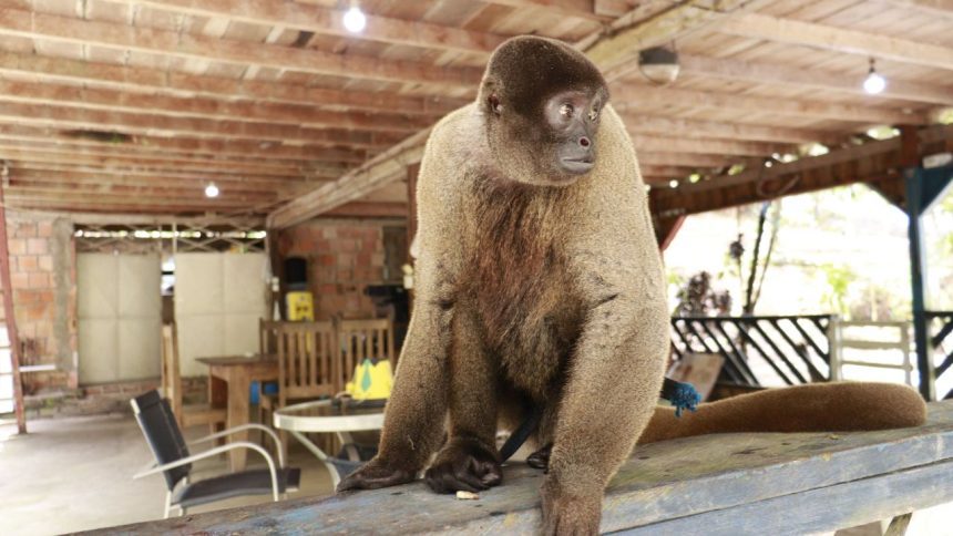 Ipaam resgata macaco-barrigudo mantido em um sítio na BR-174