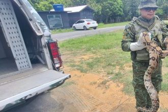 Jiboia de 3 metros é resgatada em área de jardim de escola em Manaus