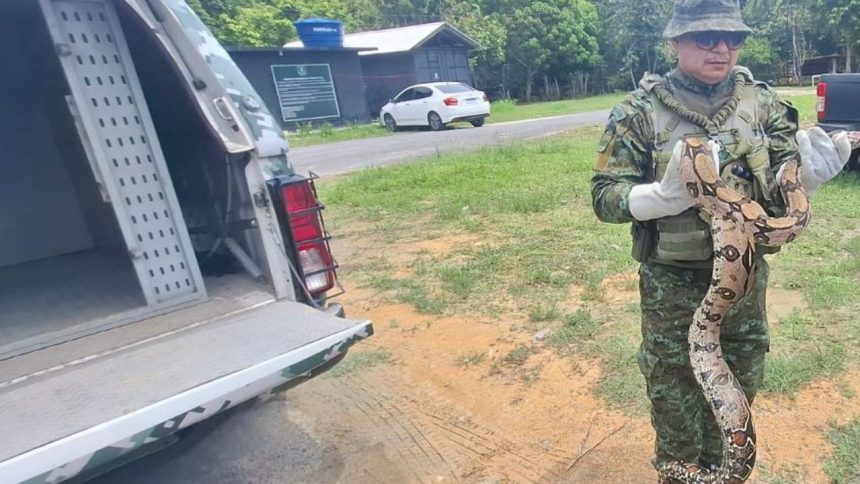Jiboia de 3 metros é resgatada em área de jardim de escola em Manaus
