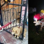 Corpo de Bombeiros registra média de quatro resgates de animais por dia no Amazonas