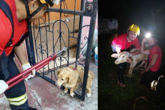 Corpo de Bombeiros registra média de quatro resgates de animais por dia no Amazonas