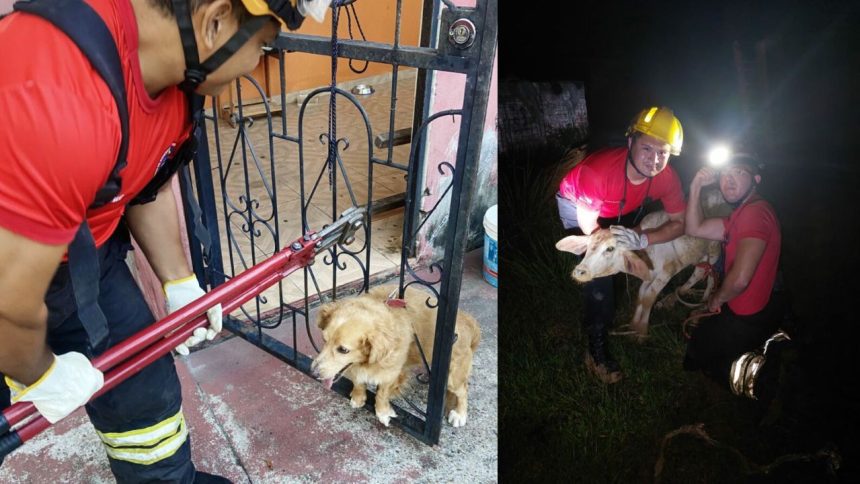 Corpo de Bombeiros registra média de quatro resgates de animais por dia no Amazonas