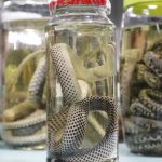 Amazonas registra aumento em acidentes com animais peçonhentos no início de 2026