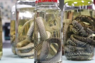 Amazonas registra aumento em acidentes com animais peçonhentos no início de 2026