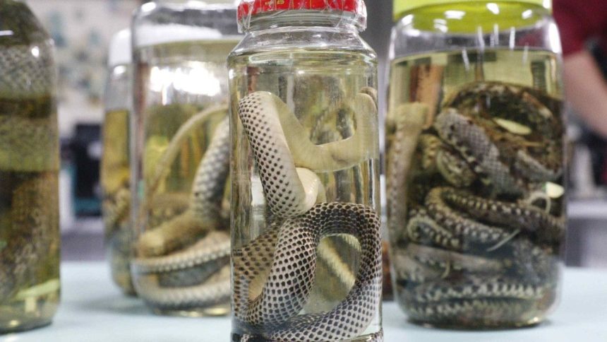 Amazonas registra aumento em acidentes com animais peçonhentos no início de 2026