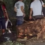 Caminhão atinge fiação, derruba árvore e causa interrupção de energia no Centro