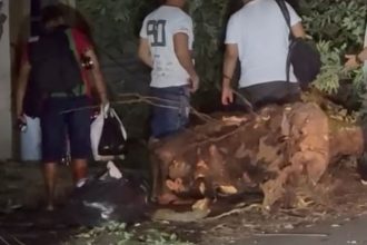 Caminhão atinge fiação, derruba árvore e causa interrupção de energia no Centro