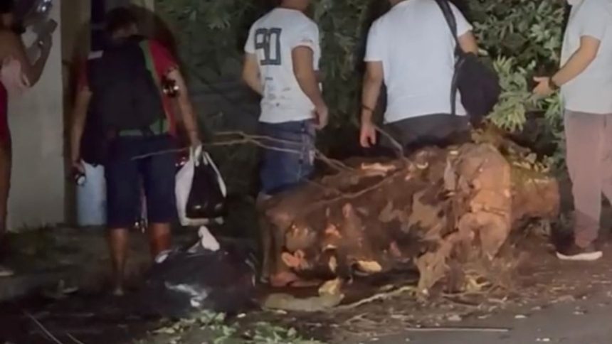 Caminhão atinge fiação, derruba árvore e causa interrupção de energia no Centro