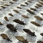 FVS-RCP reforça medidas de orientação sobre a Doença de Chagas no Amazonas