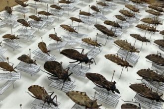 FVS-RCP reforça medidas de orientação sobre a Doença de Chagas no Amazonas