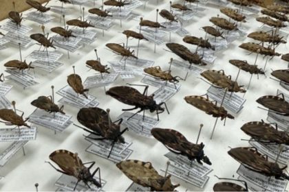 FVS-RCP reforça medidas de orientação sobre a Doença de Chagas no Amazonas