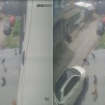 Vídeo mostra momento em que homem atropela cães em Manaus; um animal morreu