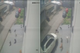 Vídeo mostra momento em que homem atropela cães em Manaus; um animal morreu