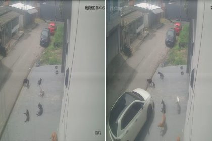 Vídeo mostra momento em que homem atropela cães em Manaus; um animal morreu