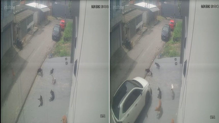 Vídeo mostra momento em que homem atropela cães em Manaus; um animal morreu