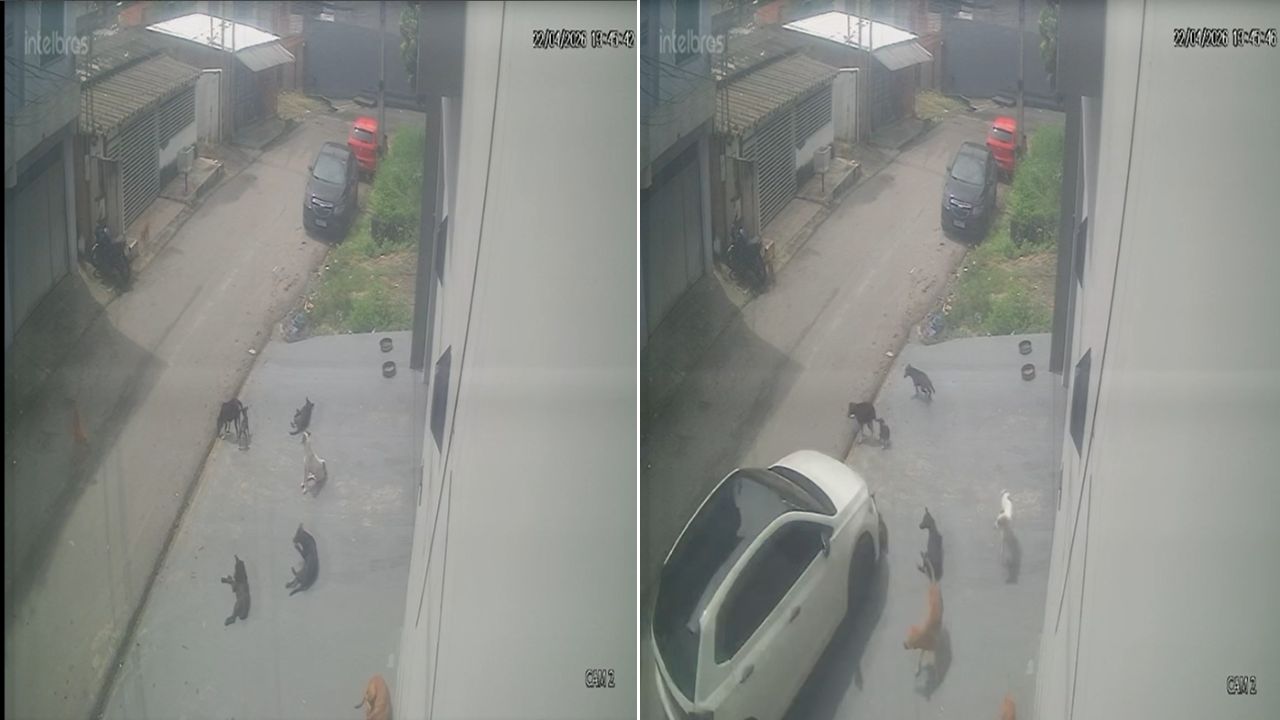 Vídeo mostra momento em que homem atropela cães em Manaus; um animal morreu