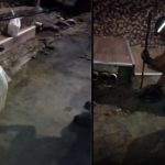 Sucuri é capturada por bombeiros em área residencial da zona centro-oeste de Manaus