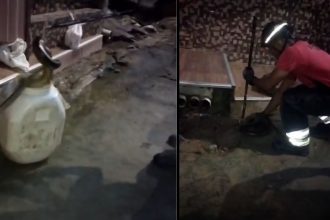 Sucuri é capturada por bombeiros em área residencial da zona centro-oeste de Manaus